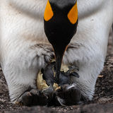 King Penguin hatching