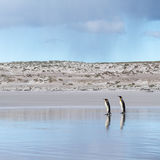King Penguins at the beach