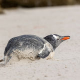 Gentoo Penguin at the beach