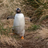 Gentoo Penguin