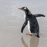 Gentoo Penguin chick
