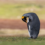 King Penguin