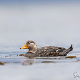 Steamer Duck