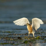 Squacco heron