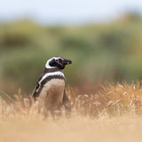 Magellanic Penguin