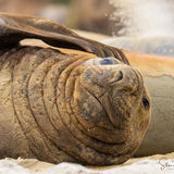 Southern Elephant Seal
