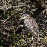 Black-crowned Night Heron