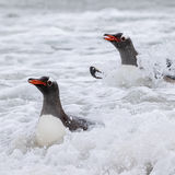 Gentoo Penguins