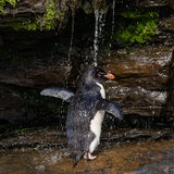 Southern Rockhopper Penguin shower