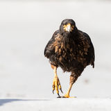 Striated Caracara