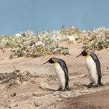 King Penguins