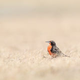 Long-tailed Meadowlark