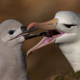 Black-browed Albatross and chick