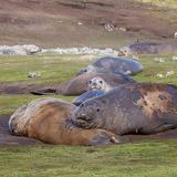 Southern Elephant Seals