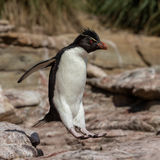 Southern Rockhopper Penguin