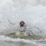 Gentoo Penguin at sea
