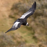 Andean Condor