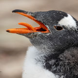Gentoo Penguin chick