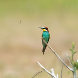Bee-eater