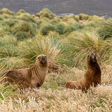 South American Fur Seals