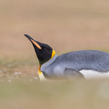 King Penguin