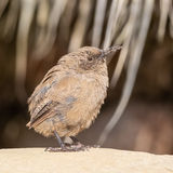 Cobbs Wren