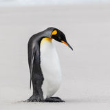 King Penguin
