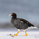 Kelp Goose