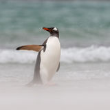 Gentoo Penguin