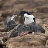 Imperial Cormorant feeding chick