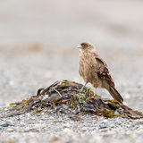 Chimango Caracara