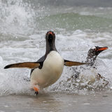 Gentoo Penguins