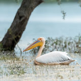 White pelican