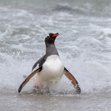 Gentoo Penguin