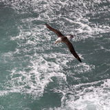 Black-browed Albatross