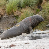 Southern Elephant Seal