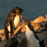 Rockhopper Penguin and chick