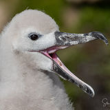 Black-browed Albatross chick