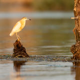 Squacco heron