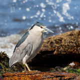 Black-crowned Night Heron