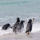 Happy Gentoo Penguins