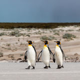 King Penguin parade