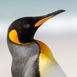 King Penguin