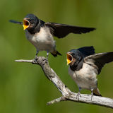 Barn swallows