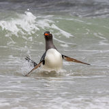 Gentoo Penguin