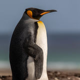 King Penguin