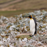 King Penguin