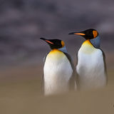 King Penguins