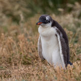 Gentoo Penguin chick