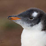 Gentoo Penguin chick